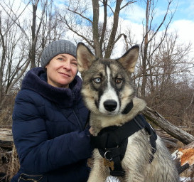 Сибирский хаски Сибирский хаски